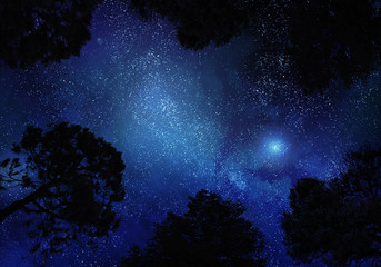 Fototapeta na wymiar Starry sky through trees