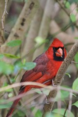 Cardinale standing on a tree - Fairchild Garden