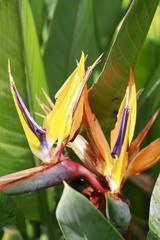 Bird of Paradise Flower blooming