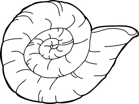 Ammonite Shellfish Fossil
