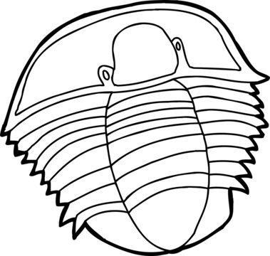 black and white trilobite fossil drawing clip art preview