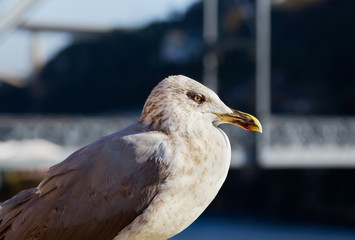 One white seagull