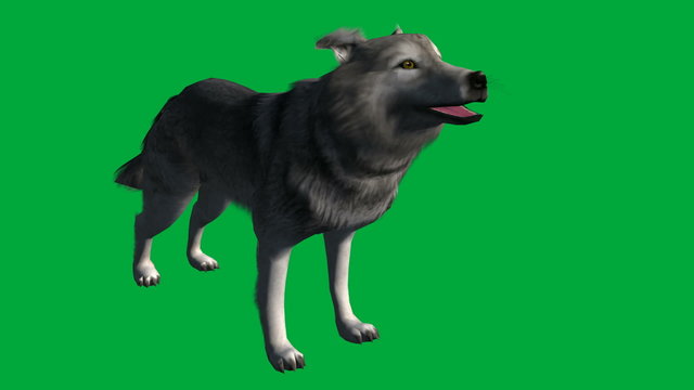 wolf walks