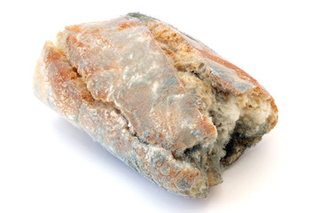 Moldy Bread