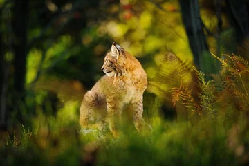 Fotobehang Eurasian lynx in forest © Stanislav Duben