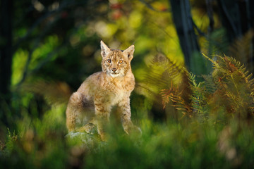 Lynx eurasien en forêt