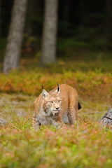 Fotobehang Eurasian lynx © Stanislav Duben