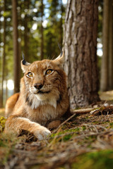 Eurasian lynx