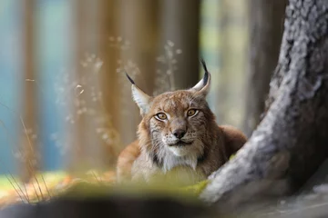 Foto op Canvas Euraziatische lynx © Stanislav Duben