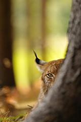 Eurasian lynx