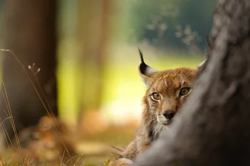 Zelfklevend Fotobehang Euraziatische lynx © Stanislav Duben