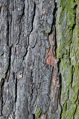 The bark of an old tree.