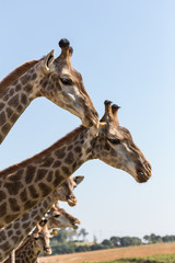 giraffe