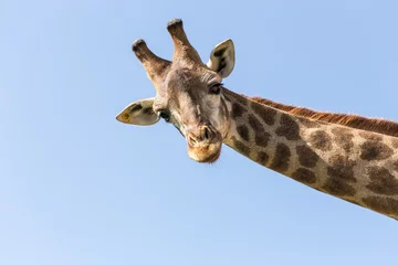 Keuken foto achterwand Giraf giraffe