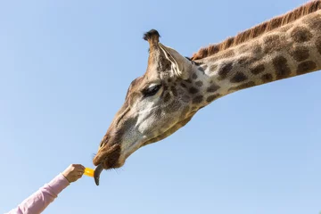 Gardinen Giraffe © SKT Studio