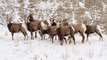 Herd of Bighorn Sheep in Winter in Badlands National Park