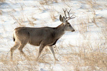 Naklejka na ściany i meble Mule Deer Buck in the Snow