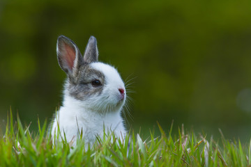 Baby rabbit in grass