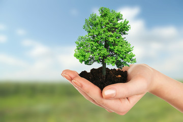 Small tree in hand on nature background