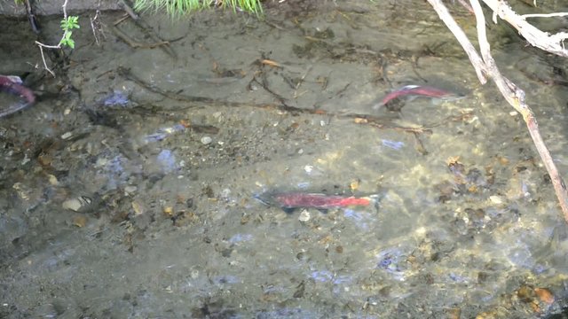Migrating salmon in summer in Alaska
