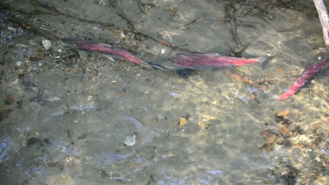 Migrating salmon in summer in Alaska