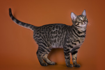 savannah cat isolated on a brown background