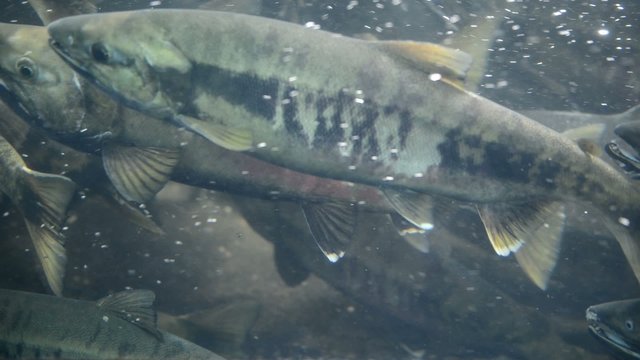 Spawing salmon in Alaska are a main food source for bears