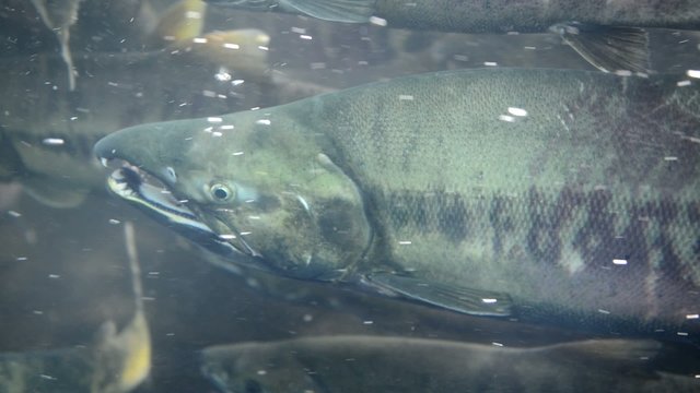Spawing salmon in Alaska are a main food source for bears