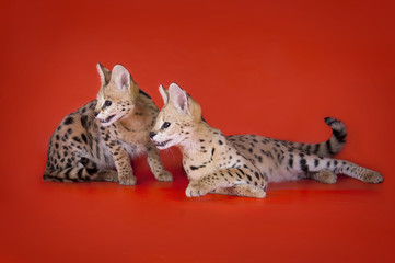 serval cat isolated on orange background