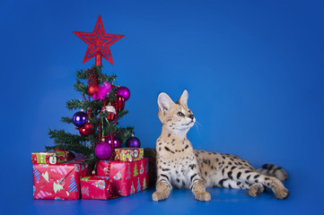 serval cat next to a Christmas tree and gifts on blue background