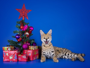 serval cat next to a Christmas tree and gifts on blue background
