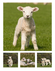 Fototapeta premium playful lambs collage