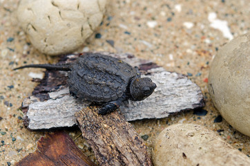 Naklejka premium baby snapping turtle