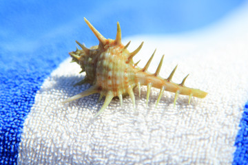 Sea shell on towel