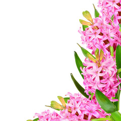 Pink hyacinths