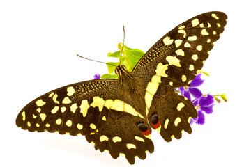 papillon sur fleur de duranta