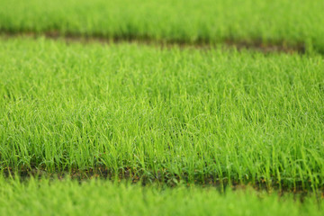Green paddy seedlings