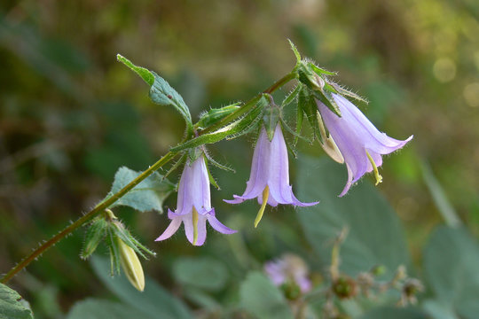 Campanula selvatica (Campanula trachelium)
