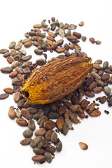 Kakaofrüchte,Kakaobohnen, Samen