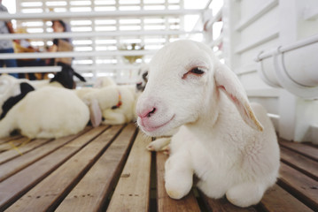 Fototapeta premium white little lamb