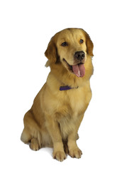 Lovely Golden Retriever