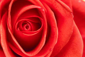 Beautiful red rose closeup