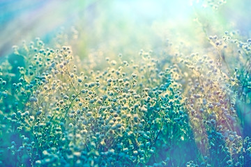 Fototapeta na wymiar Meadow with lots of little daisy