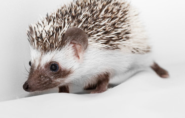African white- bellied hedgehog
