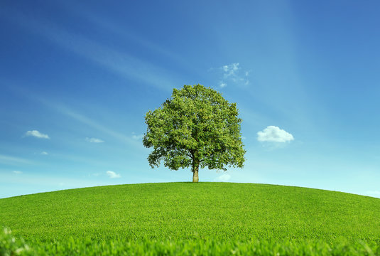 Lonely tree at the empty meadow