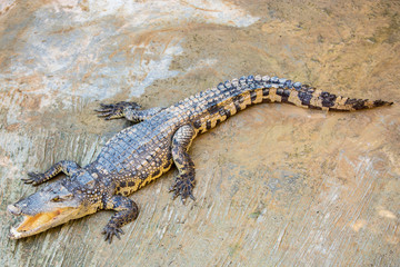 Fototapeta premium Dangerous crocodile open mouth in farm in Phuket, Thailand