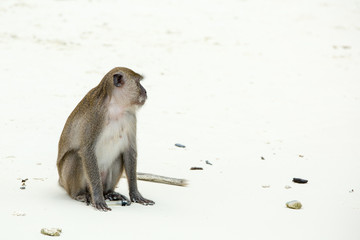 Monkey beach. Crab-eating macaque at  Phi-Phi, Thailand
