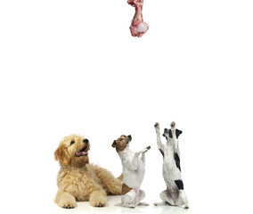 3 Hunde und 1 Knochen
