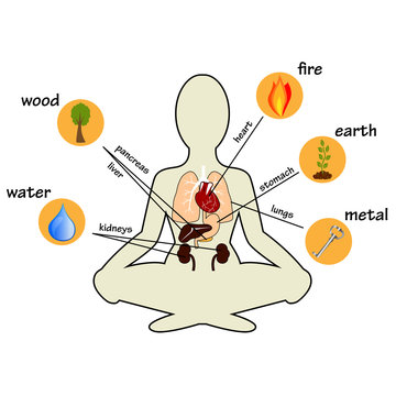 Five elements and human organs