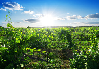 Day in vineyard